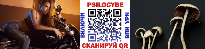 дарнет шоп Новокубанск Псилоцибиновые грибы прущие грибы