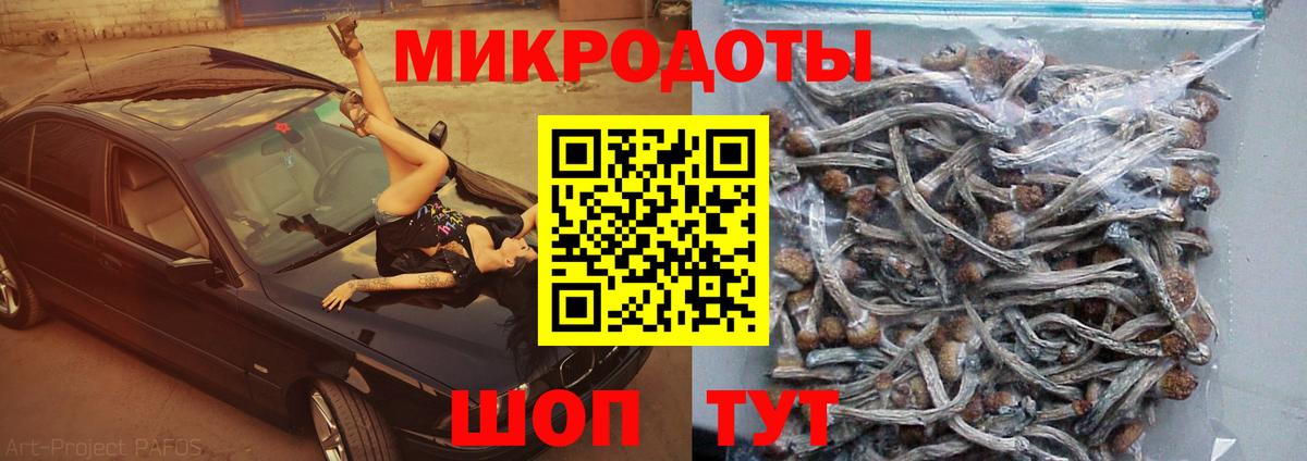 Псилоцибиновые грибы Psilocybe Новокубанск